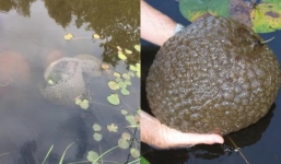 Nhặt được sinh vật lạ trồi lên mặt nước, người phụ nữ khiếp đảm vội vứt ngay xuống, lý do còn đáng sợ hơn