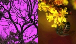 Video kinh ngạc tiết lộ cách động vật nhận biết môi trường xung quanh, còn nhìn thấy những màu sắc mà chúng ta không thể nhìn thấy