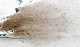 Chưa từng thấy: Từ hình ảnh vệ tinh, các nhà khoa học kinh ngạc phát hiện loài vật tưởng như đã tuyệt chủng hồi sinh