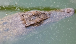 Kinh ngạc chứng kiến cách cá sấu thở khi chôn vùi dưới lớp băng ở đầm lầy để sinh tồn