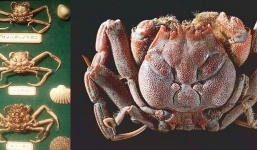 Giai thoại lạ kỳ về loài cua mang gương mặt của những Samurai giận dữ