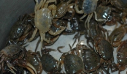 Nắm vững 3 cách chọn cua đồng ngon, đảm bảo mang đến bữa ăn giải nhiệt mùa hè chất lượng