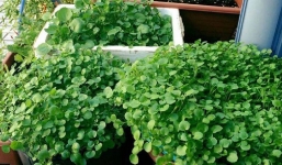 Loại rau chữa 'đủ bệnh' chuẩn bị đến mùa, còn là nguyên liệu không thể thiếu trong các nồi lẩu