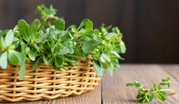 Top 3 loại rau được chuyên gia đánh giá gia tăng tuổi thọ: Ăn vào tốt ngang nhân sâm tổ yến dù giá cực 'bèo'