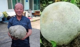 Người nông dân phát hiện vật thể lạ giữa cánh đồng, không ngờ là sản vật có giá trị cực cao