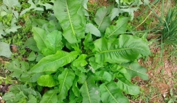 3 loại cỏ dại là 'thù của nhà nông' lại có lợi cho sức khỏe: Tốt không kém nhân sâm nếu biết cách sử dụng