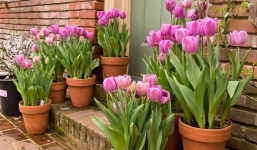 Những loại hoa không nên trồng trong nhà: Ảnh hưởng đến sự hòa hợp vợ chồng, vượng khí gia chủ