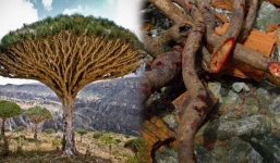 Kỳ lạ loại cây 'chảy huyết' khi bị chặt hạ