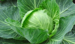 Bắp cải chuẩn bị vào mùa: Loại rau cực tốt này lại có 4 nhóm người nên hạn chế sử dụng
