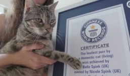 Chú mèo 14 tuổi lập kỷ lục Guinness về tiếng kêu to nhất thế giới