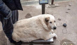 Chú chó 'vô gia cư' sở hữu cân nặng lên đến 100kg