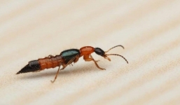 Mùa kiến ba khoang sản sinh, bỏ túi ngay các phương pháp đuổi kiến ba khoang trong nhà