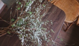 Hướng dẫn chọn tuyết mai đẹp chơi tết, lưu ý cách cắm tuyết mai sao cho bền đẹp nhất