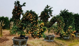 Những vị trí đặt cây cảnh ngày Tết thu hút tài lộc, giúp gia chủ đồi dào vượng khí