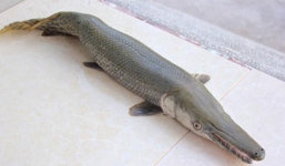 Vào nhà hàng ăn cá sấu hỏa tiễn, 5 thực khách nhập viện cấp cứu