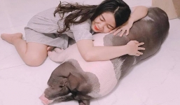 Cô gái Sài Thành nuôi heo 150 kg làm thú cưng, cùng ăn cùng ngủ