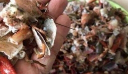 Vợ đảm cho 10 kg tôm hùm vào máy giặt rửa và cái kết đắng