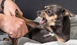 Bé trai 4 tuổi ở Hà Nam bị chó đẻ cắn thương tâm