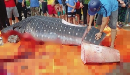 Thực hư thông tin ngư dân Sầm Sơn xẻ thịt cá voi nhám quý hiếm