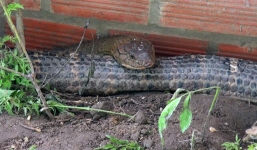 Cặp rắn hổ mây khủng nặng gần 60 kg tại núi Cấm sẽ bị tịch thu