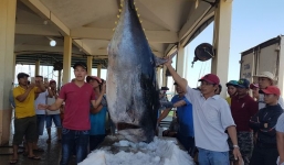 Ngư dân Phú Yên câu được cá ngừ vây xanh 'khủng', nặng 367 kg