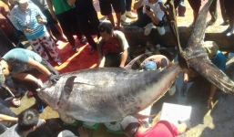 Bắt cá ngừ đại dương 'khủng' nặng 386kg ở Trường Sa