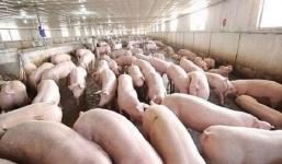 Tin tức giá heo hơi mới nhất, nóng nhất hôm nay 1/7/2019