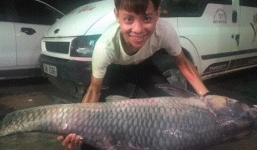 Bắt được cá trắm khủng dài 1,5 mét, nặng 50 kg tại hồ Thác Bà