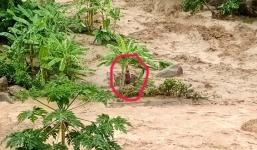 Thanh Hóa: 13 người trong một bản mất tích vì mưa lũ