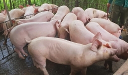 Tin tức giá heo hơi mới nhất, nóng nhất hôm nay ngày 6/8/2019