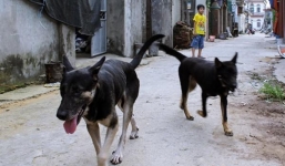 Đang chơi trong sân nhà, ba trẻ nhỏ bất ngờ bị chó dại cắn