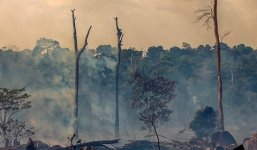 Bắt 63 đối tượng liên quan đến vụ cháy rừng Amazon