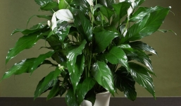 5 loại cây cảnh nên trồng trong nhà để lọc không khí tốt cho sức khỏe