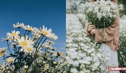 Cúc họa mi nở tháng mấy, ý nghĩa hoa cúc họa mi không phải ai cũng biết