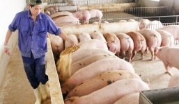 Giá heo hơi hôm nay 3/1/2019: Tiếp tục lao dốc mạnh, nhiều nơi tụt mốc 80.000 đồng/kg