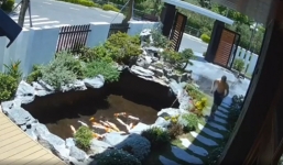 Nhờ vợ xả nước cho hồ cá Koi lúc vắng nhà, chồng hốt hoảng khi thấy cảnh tượng trước mắt