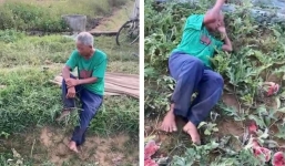 Cụ ông nằm khóc giữa ruộng dưa bị phá nát ở Nghệ An: Đã xác định được 5 đối tượng