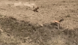 Bị sư tử truy đuổi, linh dương đã phạm phải một sai lầm tai hại khiến nó phải trả giá