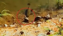 Chim bồ câu lật kèo ngoạn mục khi bị cá đớp xuống nước