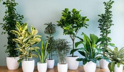 5 loại cây được chuyên gia khuyên trồng trong nhà, vừa giúp lọc khí vừa mang lại may mắn cho gia chủ