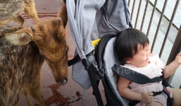 Video: Bé gái khóc thét khi thấy nai con trong sở thú lại gần xe đẩy lục đồ ăn