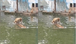 Video: Khỉ dùng bè di chuyển trên mặt nước điệu nghệ khiến du khách thích thú