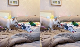 Video: Chó ngao Pháp bị vẹt đuổi chạy khắp phòng can tội dám giỡn mặt 'đại ca'