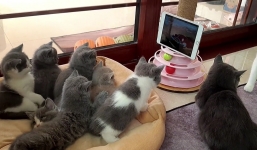 Video: Biểu cảm đáng yêu của nhóm mèo con cùng nhau ngồi xem phim hoạt hình 'Tom và Jerry' 