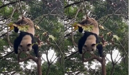 Video: Gấu trúc treo lủng lẳng trên cây rồi rơi bịch xuống đất khiến du khách thót tim