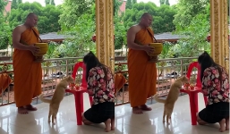 Đang thực hiện một nghi lễ long trọng, nhà sư không nhịn được cười khi bị mèo hoang quấy rầy
