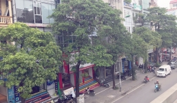 Đề xuất di dời hàng cây hoa sữa dày đặc trên phố Nguyễn Chí Thanh: Sở Xây dựng Hà Nội nói gì?