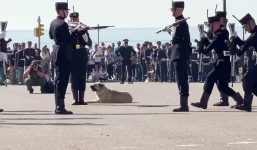 Video: Chú chó lười biếng vô tình trở thành nhân vật chính ở buổi biểu diễn ồn ào của quân đội 