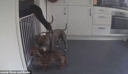 Video: Chó xúc xích có màn trốn thoát cực đỉnh khiến chủ nhà choáng váng khi xem lại camera