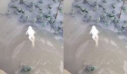 Video: Khoảnh khắc ếch thư giãn như 'mỹ nhân ngư' khiến nhiều người thích thú